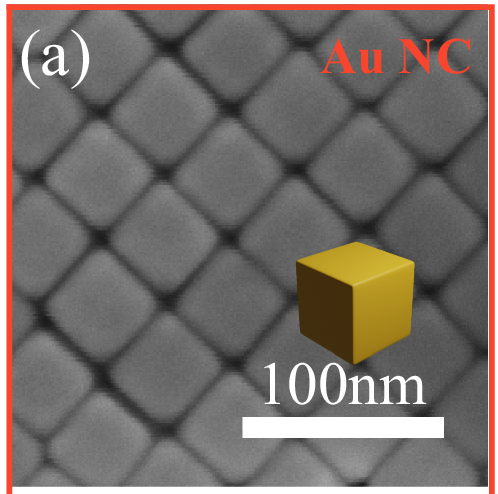 Kang et al. Figure 1a: scanning electron micrograph of gold nanocubes, with 100 nanometre scale bar.